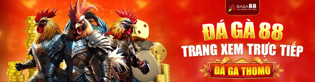 Trận đấu đá gà cựa dao kịch tính tại trường gà Thomo trên Vabo88